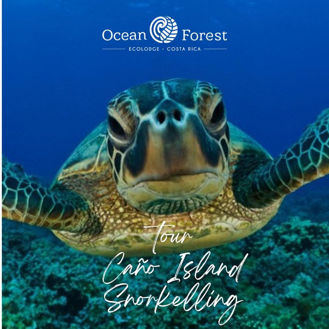 Ocean Forest Ecolodge San Pedrillo 외부 사진