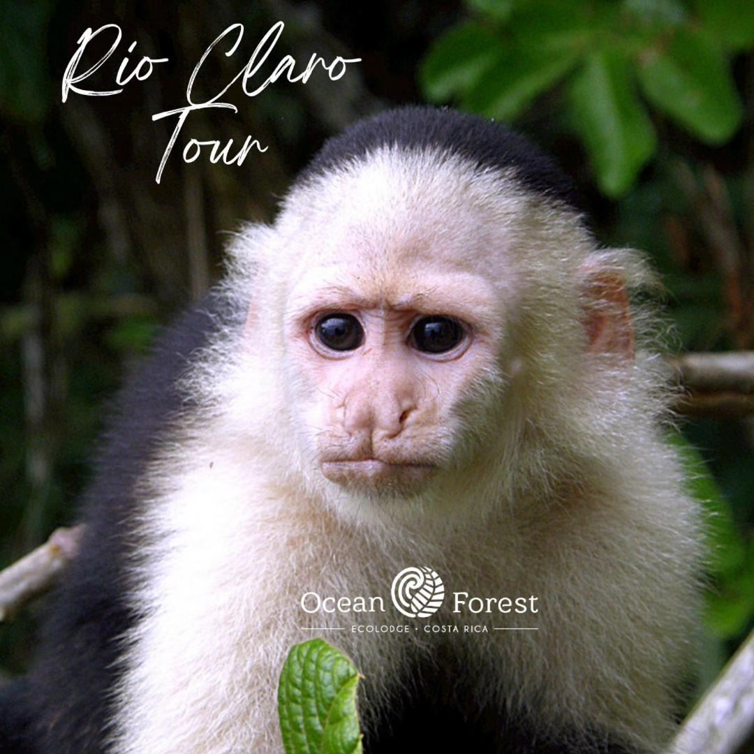 Ocean Forest Ecolodge San Pedrillo 외부 사진