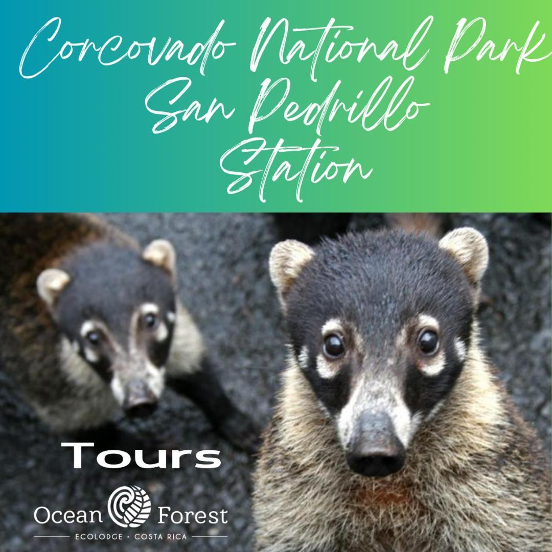 Ocean Forest Ecolodge San Pedrillo 외부 사진
