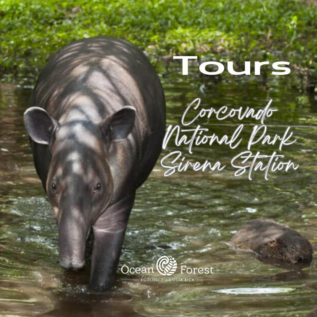 Ocean Forest Ecolodge San Pedrillo 외부 사진